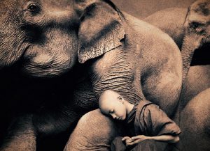 Niño con elefantes